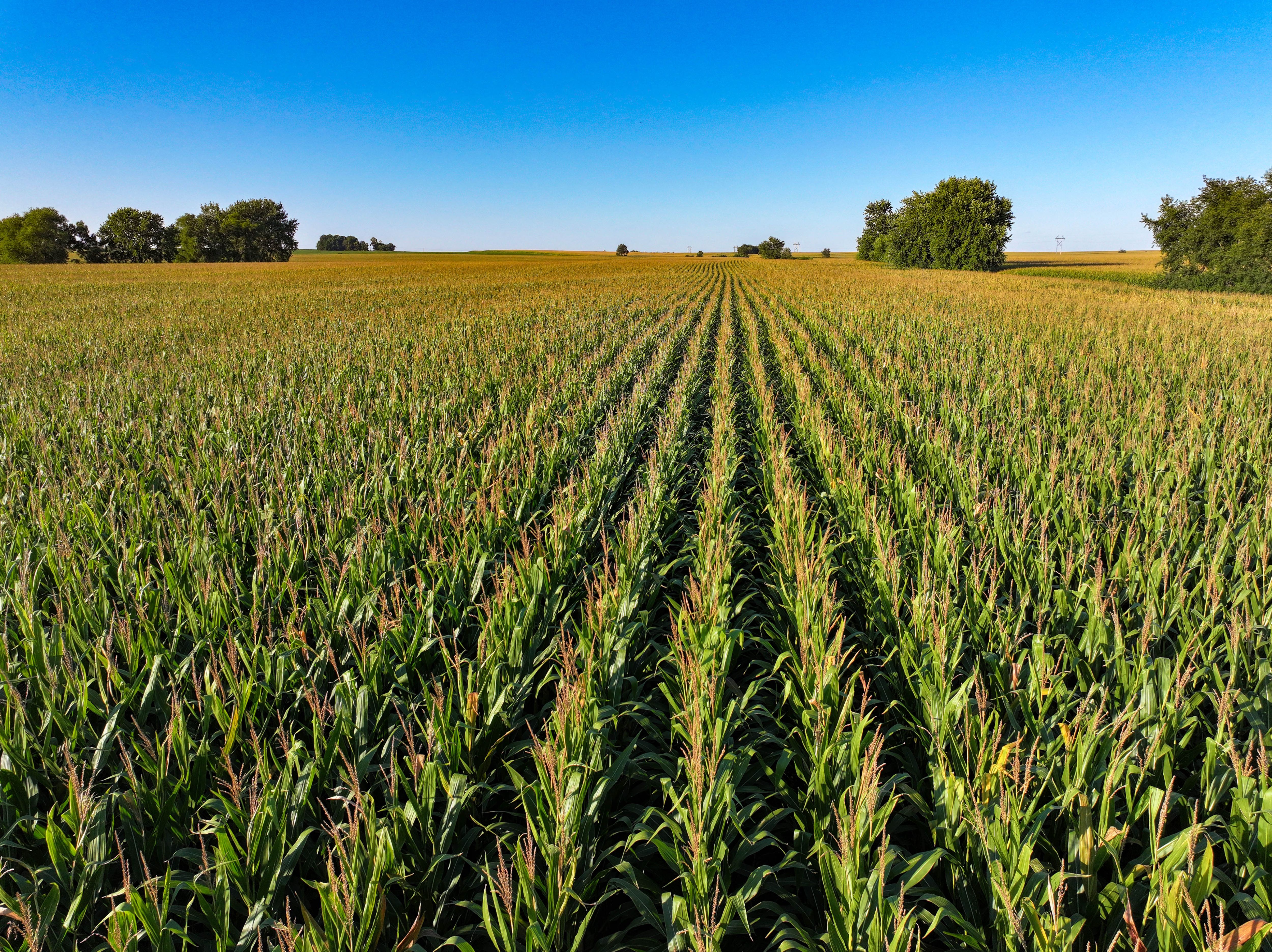 Listing Photo: 16-Fayette Co IA Farmland Auction
